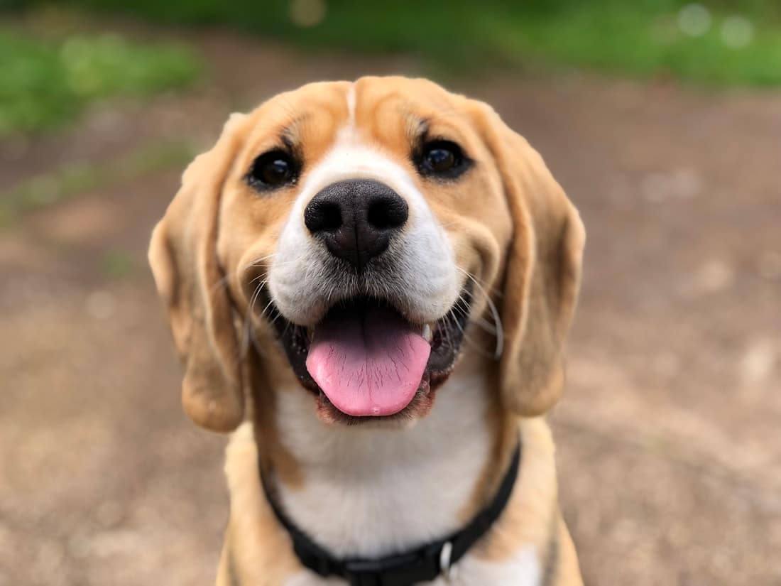 Beagle joyeux qui sourit