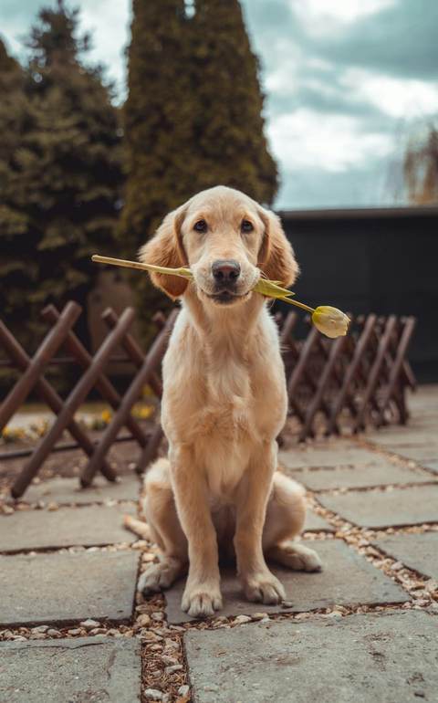 Chiot golden retriever tenant une fleur dans la gueule