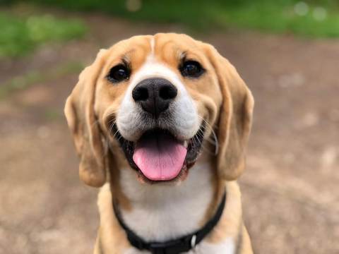 Beagle joyeux qui sourit
